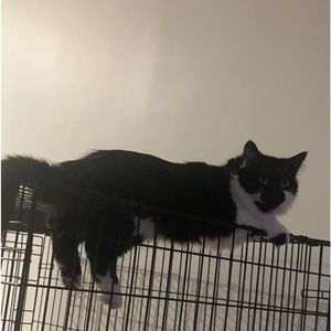 Meet your Posher, Nyssaix